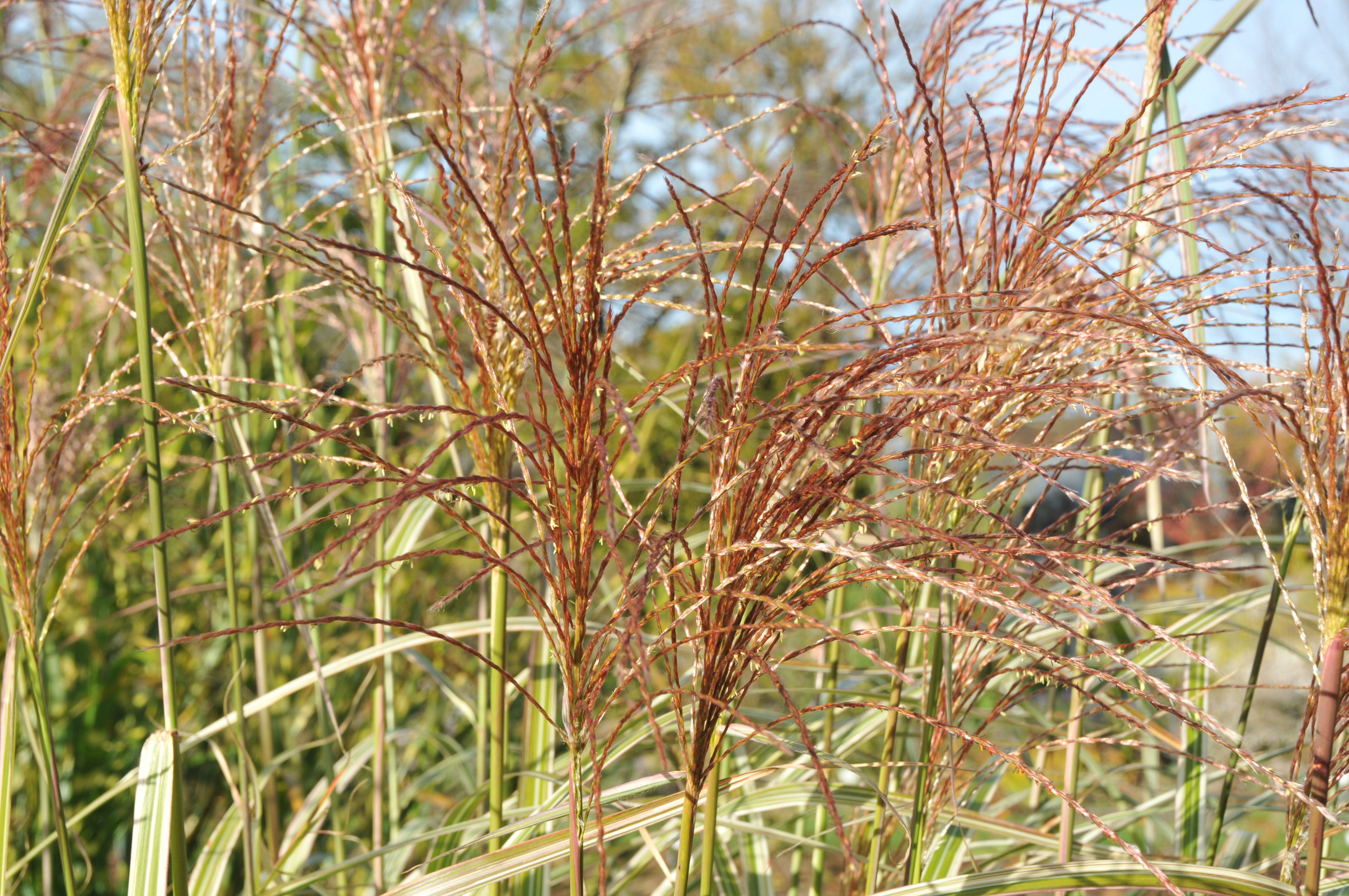 Weißbuntes Chinaschilf, Miscanthus sinensis Variegatus