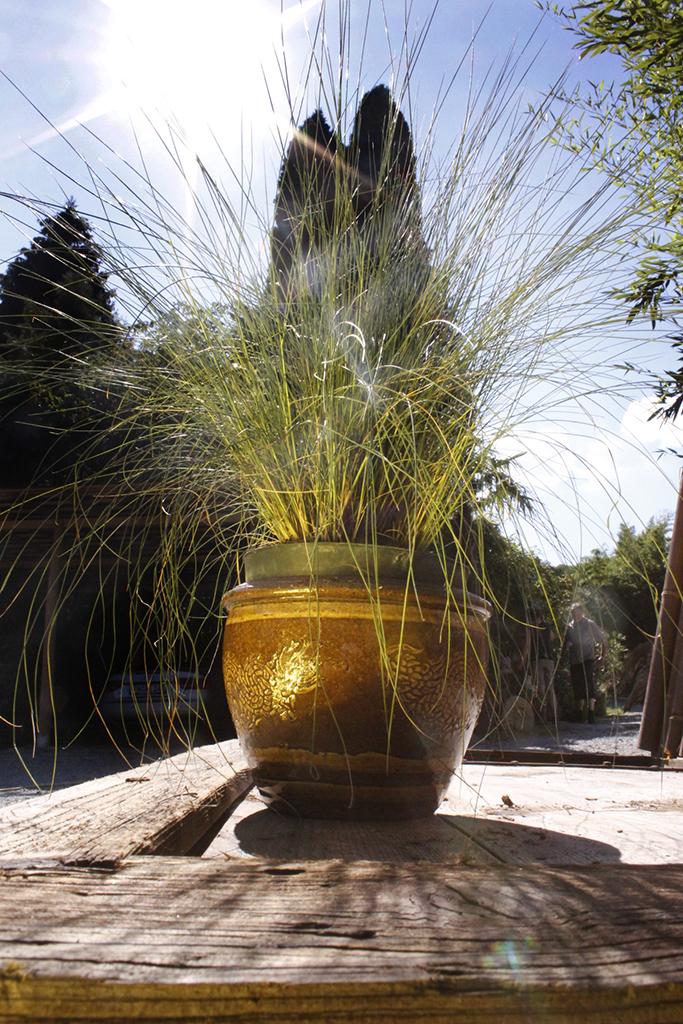 Rosa Haargras - Muhlenbergia capillaris