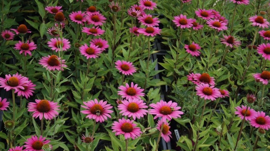 Sonnenhut, Echinacea purpurea in Sorten