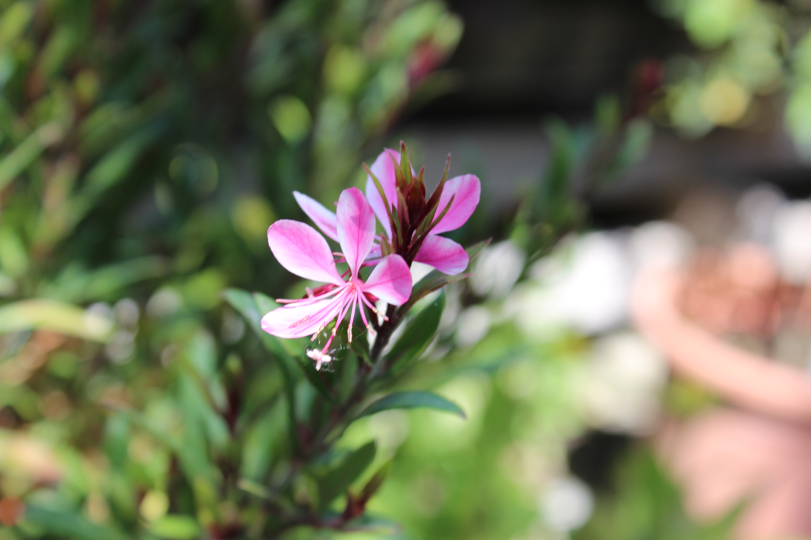 Prachtkerze - Gaura lindheimerii in Sorten