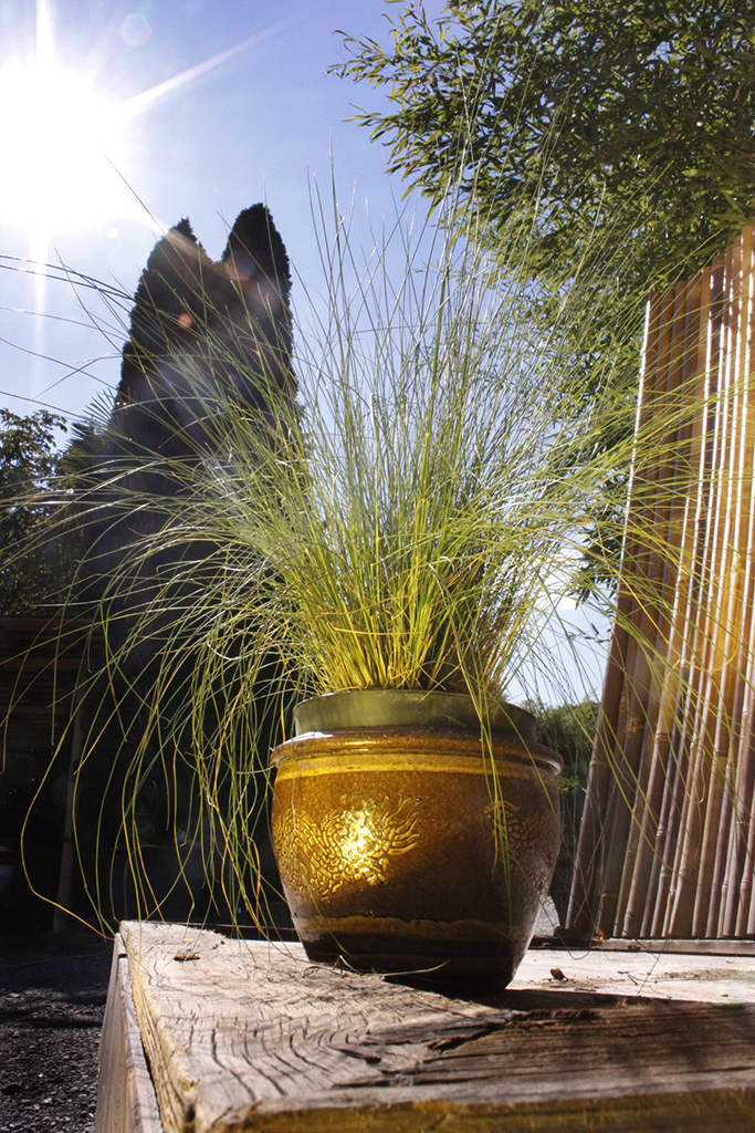 Rosa Haargras - Muhlenbergia capillaris