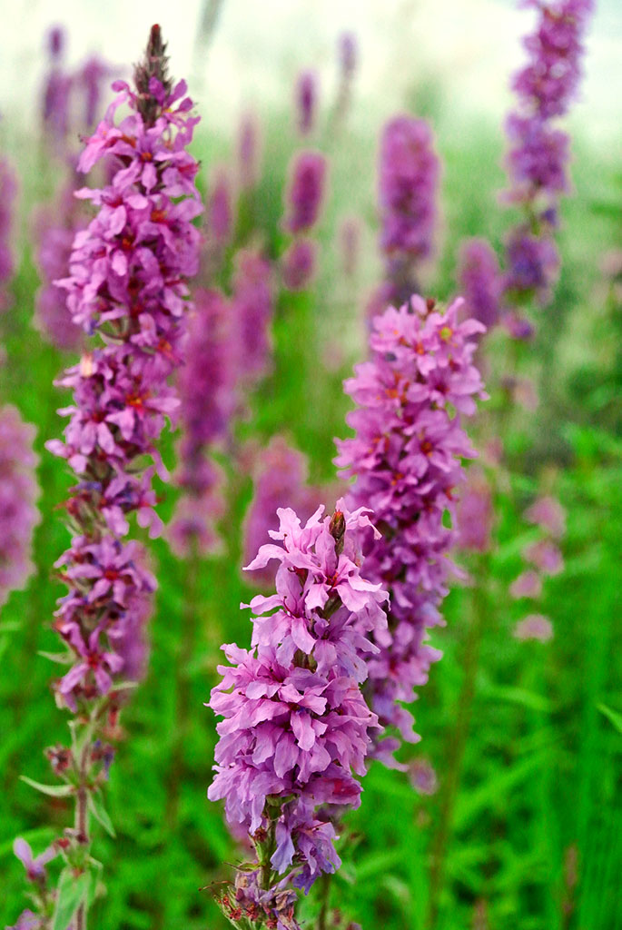 Blutweiderich - Lythrum salicaria