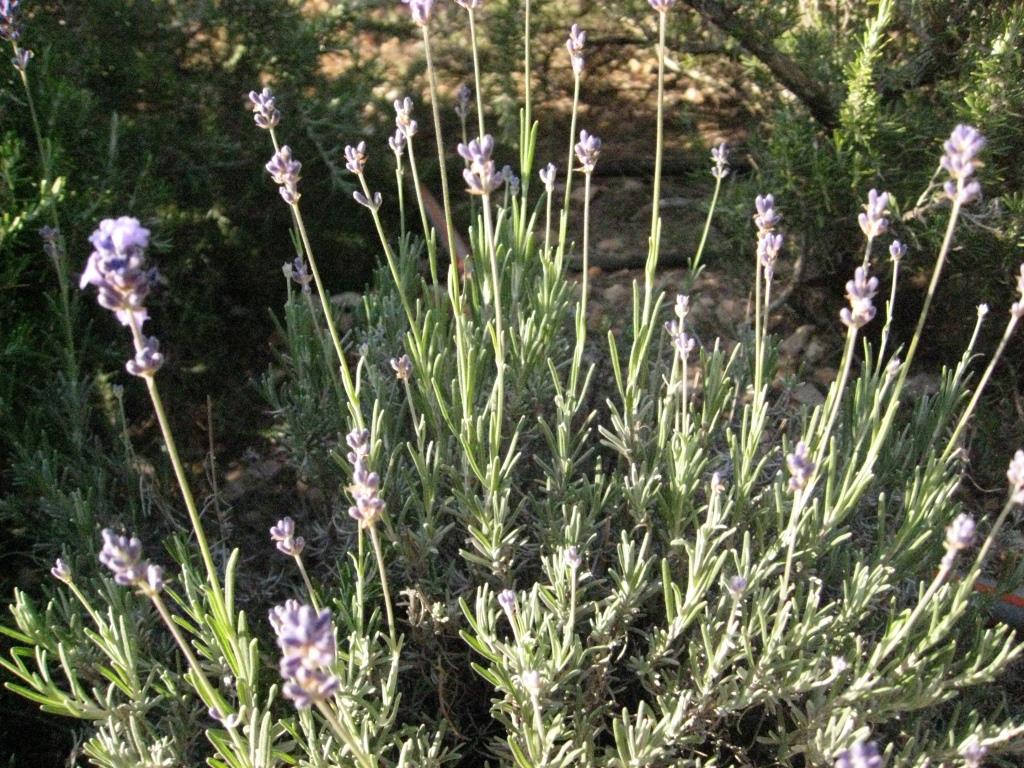 Echter Lavendel, Lavandula angustifolia