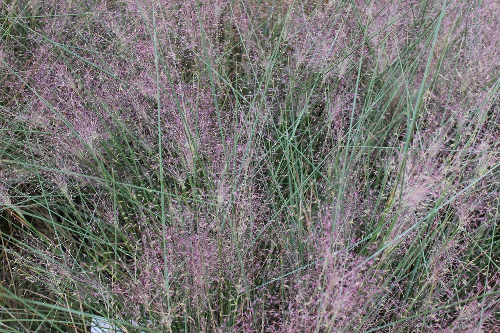 Rosa Haargras - Muhlenbergia capillaris