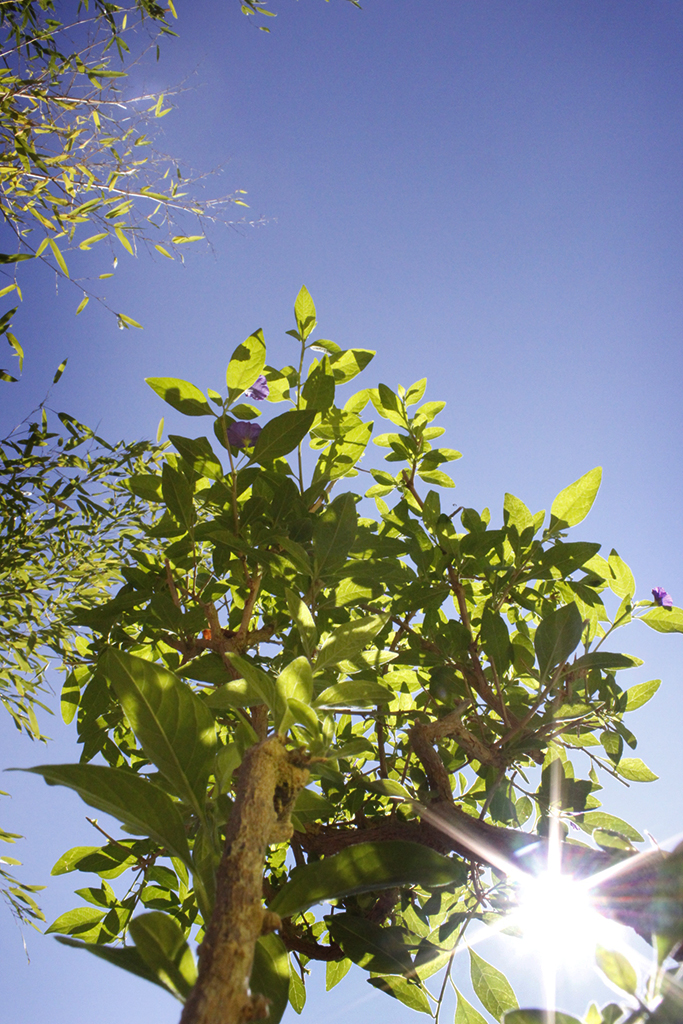 Solanum rantonnetii - Enzianstrauch