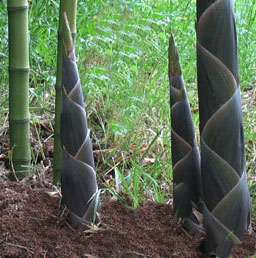 Schwarzer Knospenbambus, Phyllostachys atrovaginata