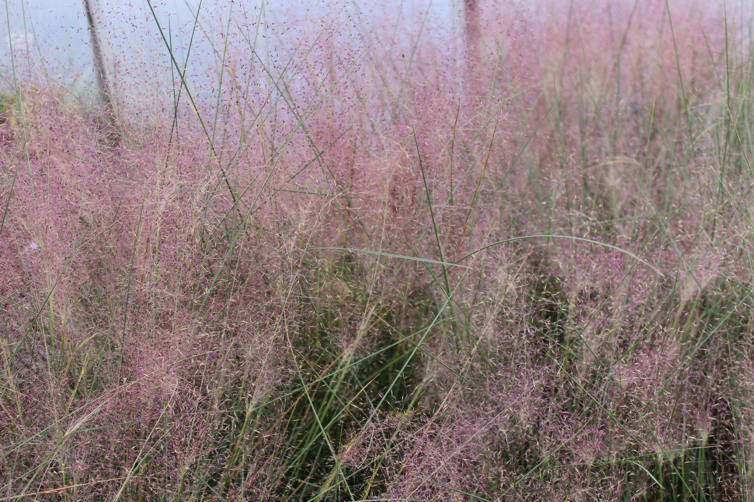 Rosa Haargras - Muhlenbergia capillaris