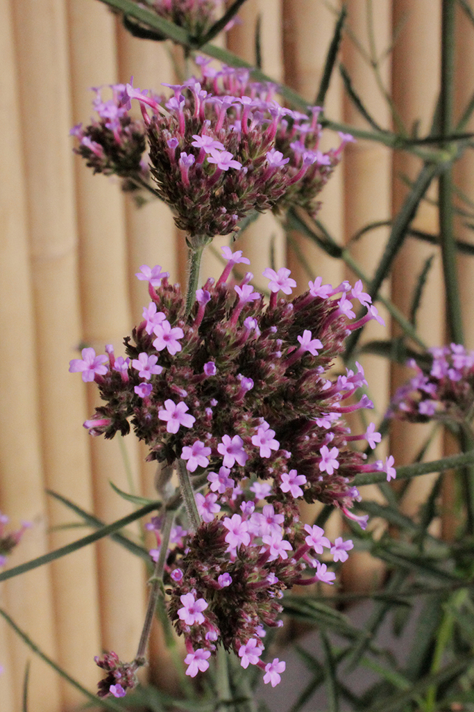 Patagonisches Eisenkraut, Verbena Bonariensis