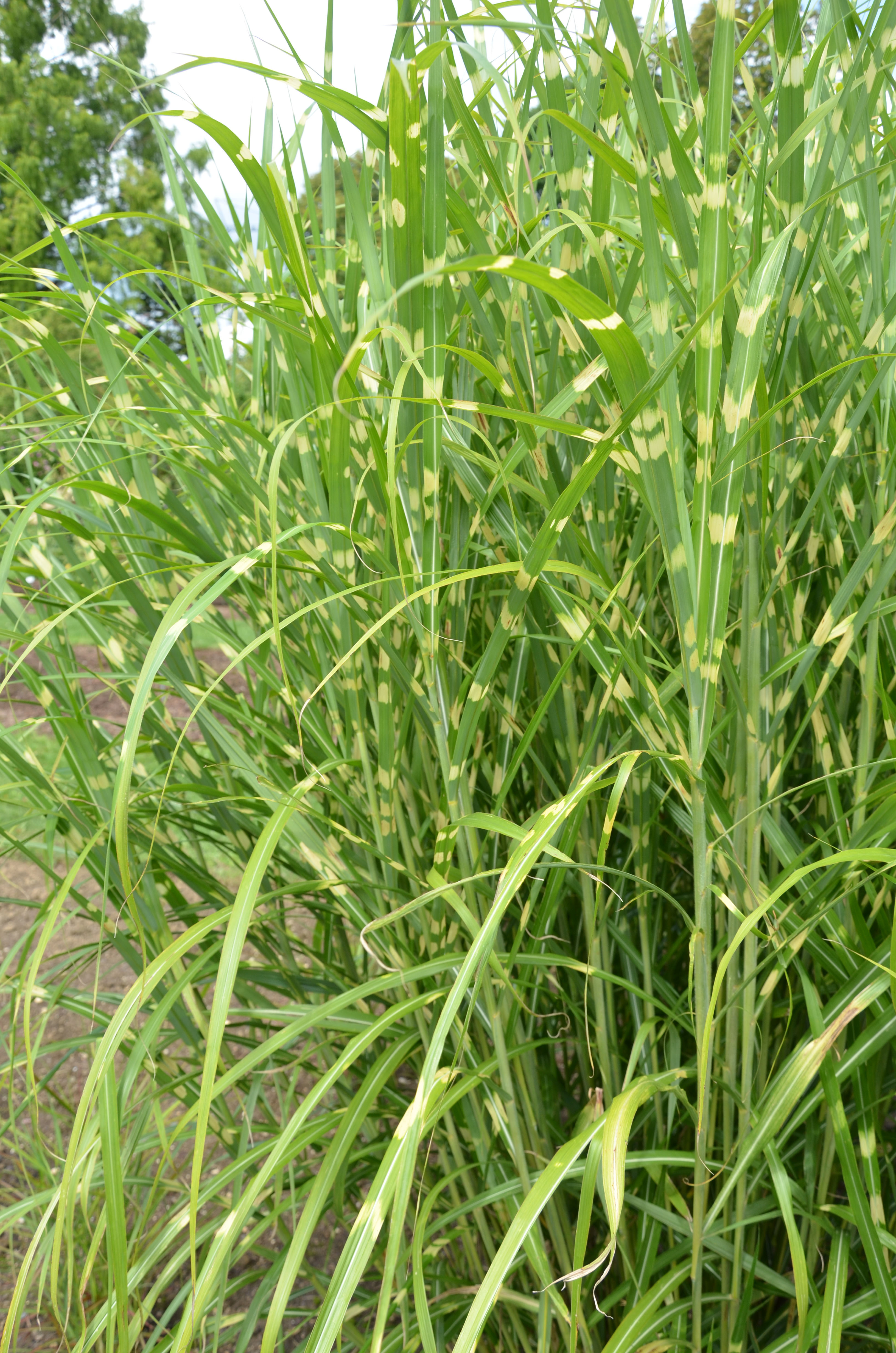 Zebra-Chinaschilf, Miscanthus sinensis Zebrinus