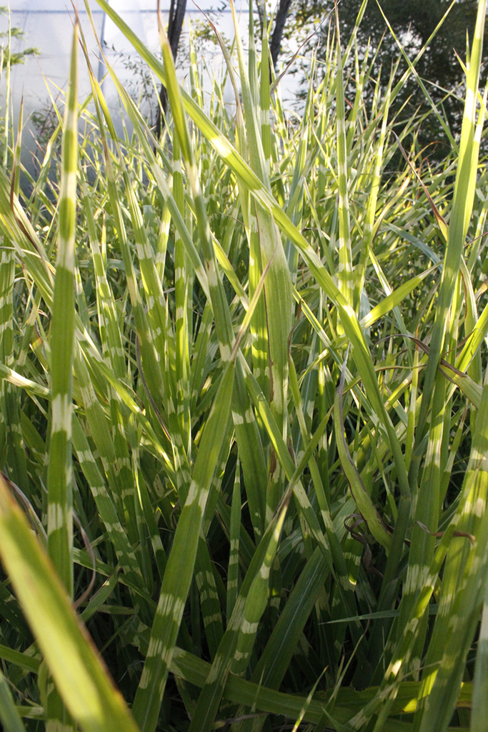 Stachelschweingras, Miscanthus sinensis strictus