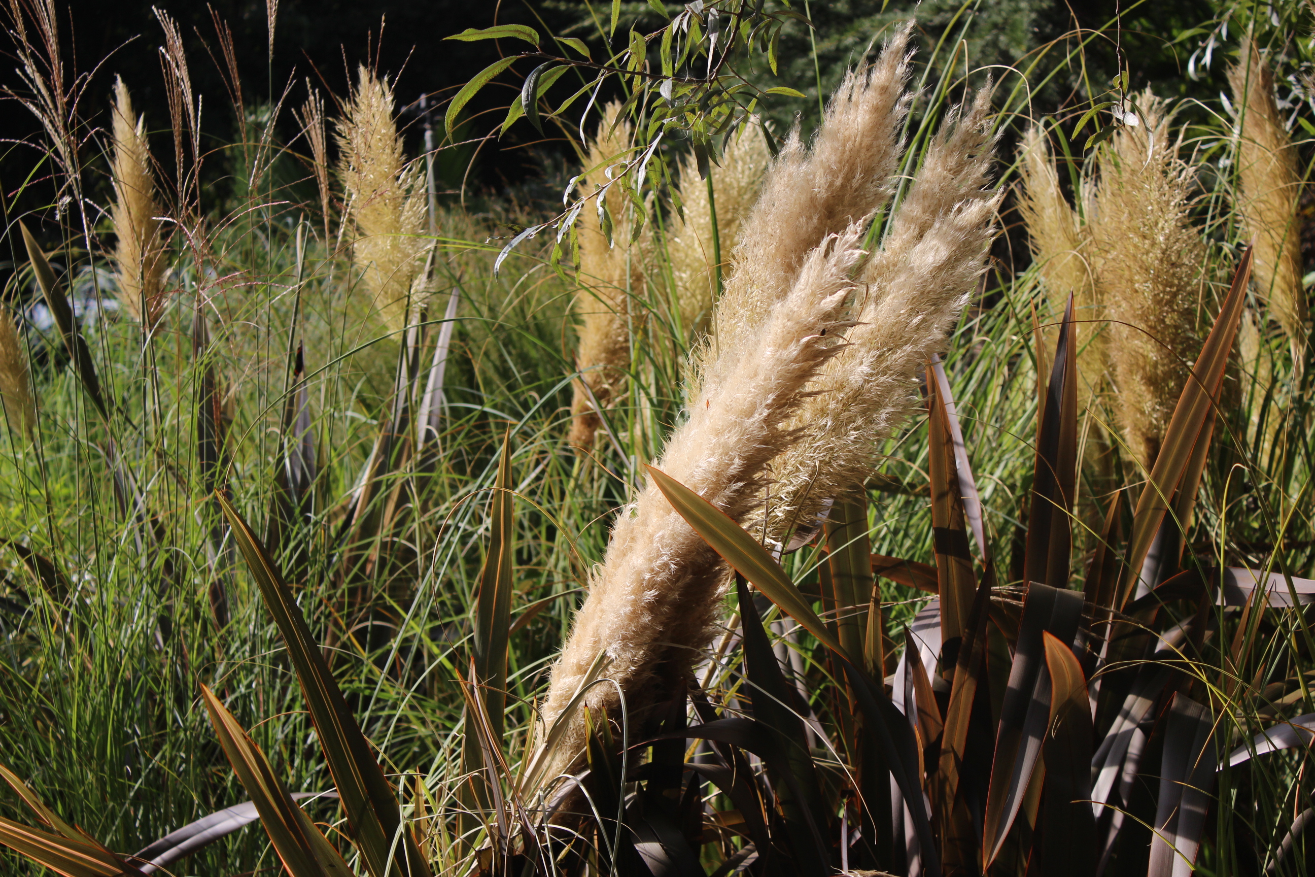 Kompaktes Pampasgras Pumila, Cortaderia selloana Pumila