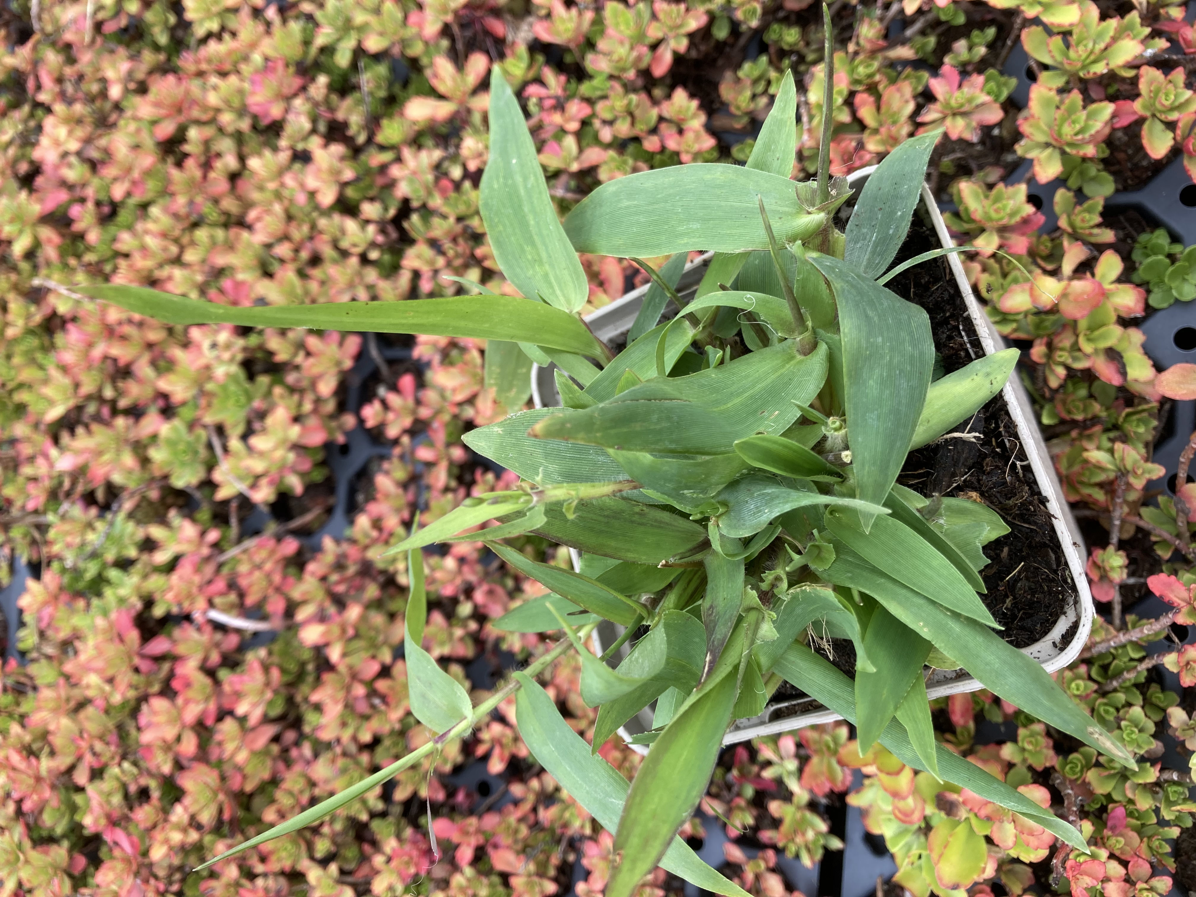 Hirschzungen-Rispenhirse, Panicum clandestinum