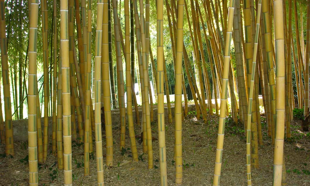 Golden Brillant Bambus, Phyllostachys bambusoides Castillonis