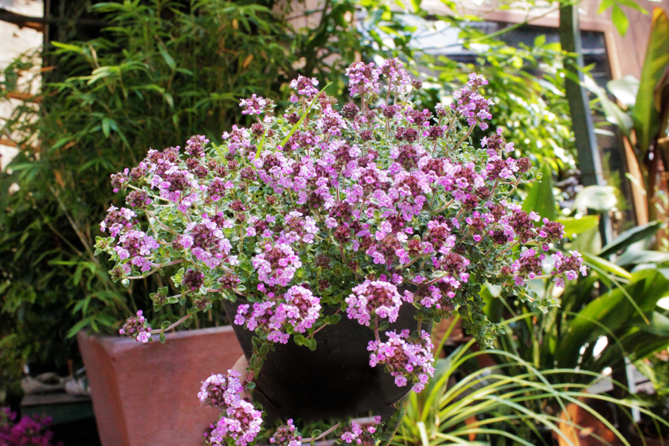 Rosenthymian, Thymus vulgaris  `Caborn Wine & Roses`