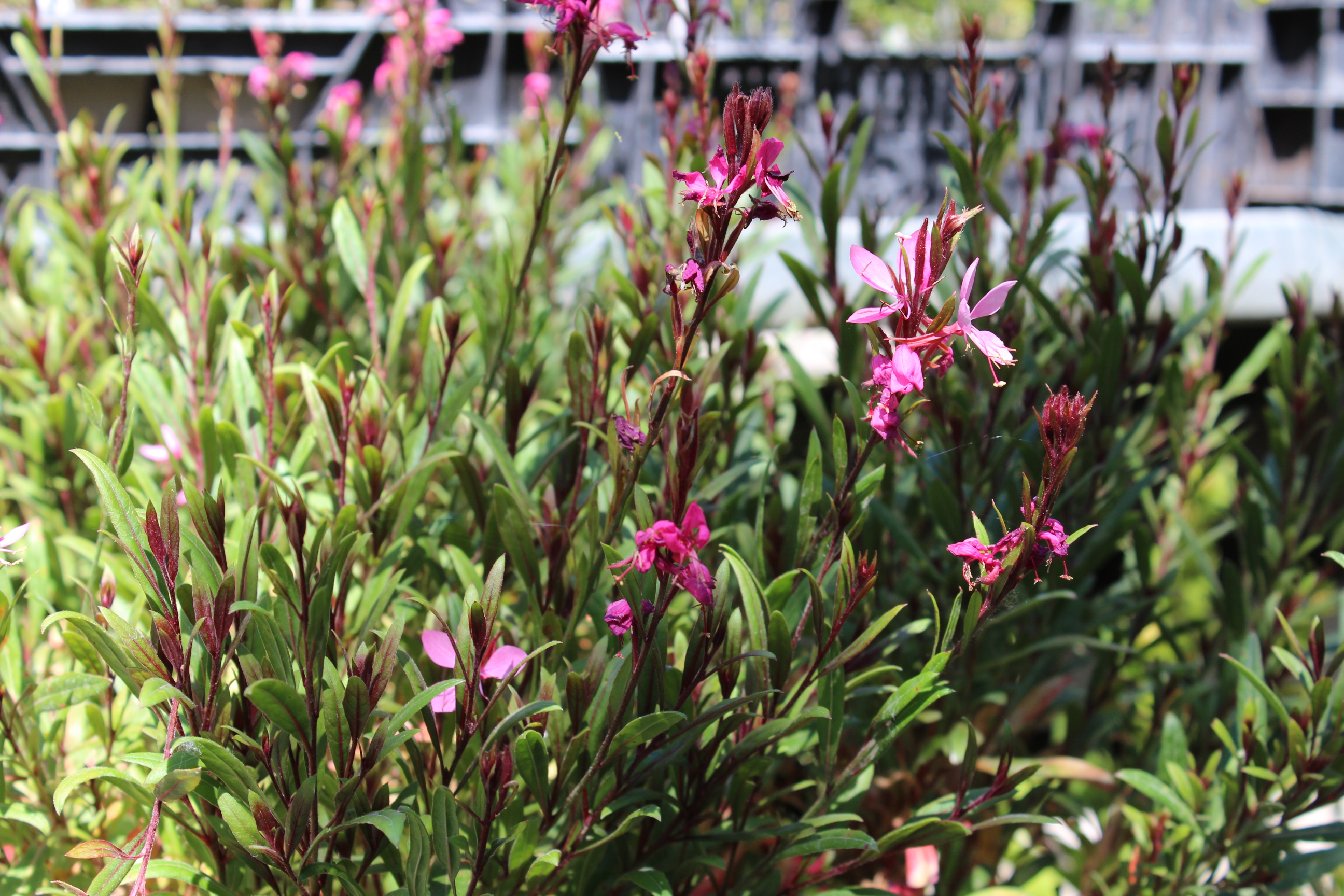 Prachtkerze - Gaura lindheimerii in Sorten