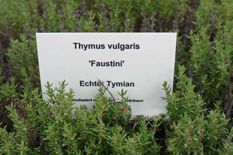 Echter Thymian, Thymus vulgaris