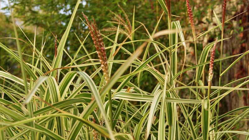 Weißbuntes Chinaschilf, Miscanthus sinensis Variegatus