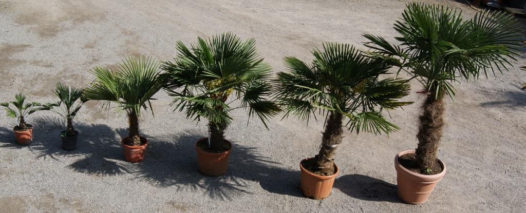 Winterharte Hanfpalme, Trachycarpus fortunei