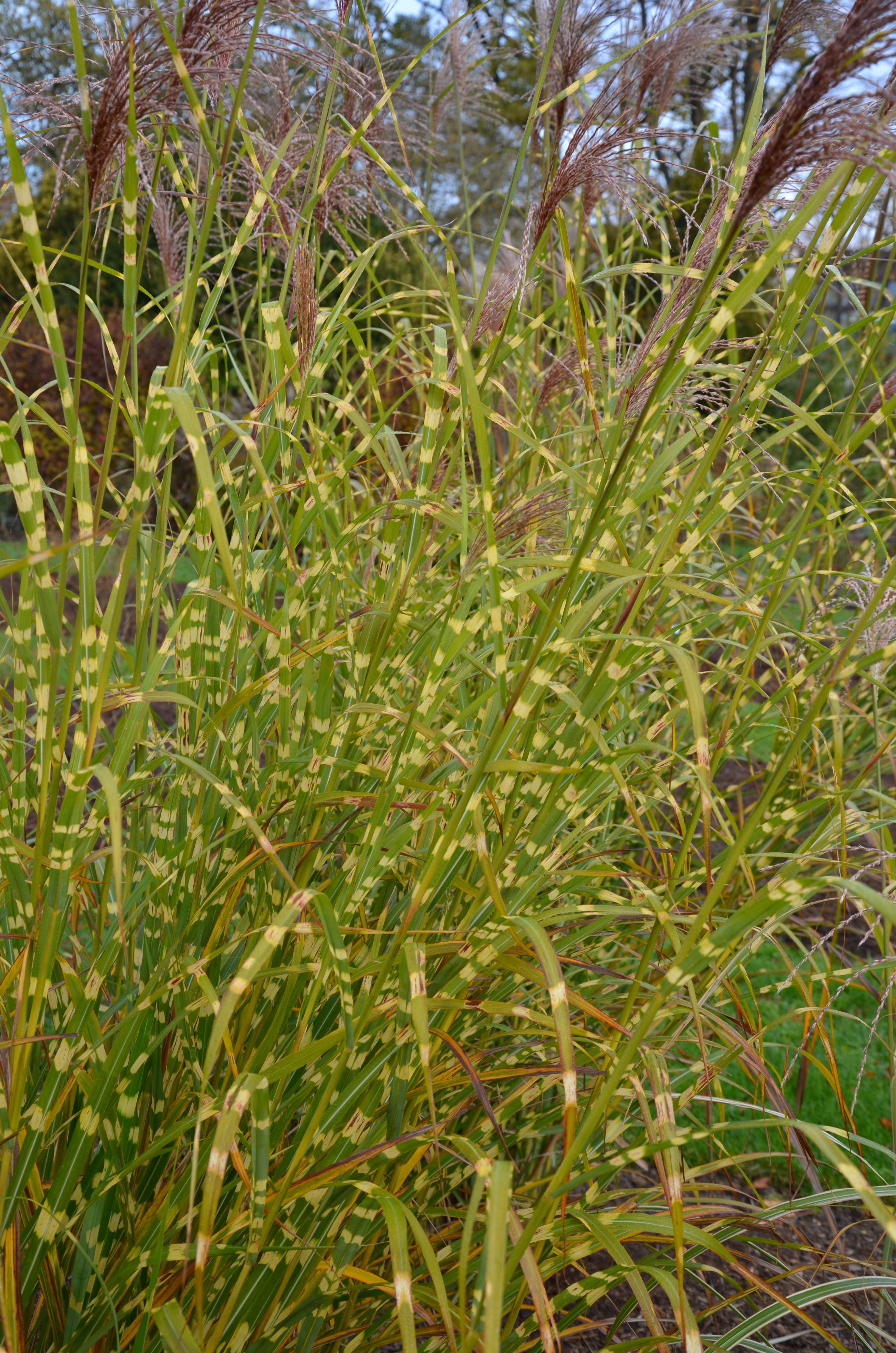 Zebra-Chinaschilf, Miscanthus sinensis Zebrinus