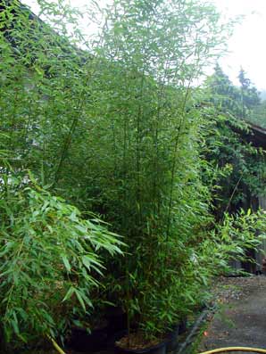 Grüner Bambus, Phyllostachys bissetii