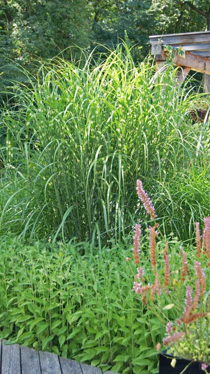 Zebra-Chinaschilf, Miscanthus sinensis Zebrinus