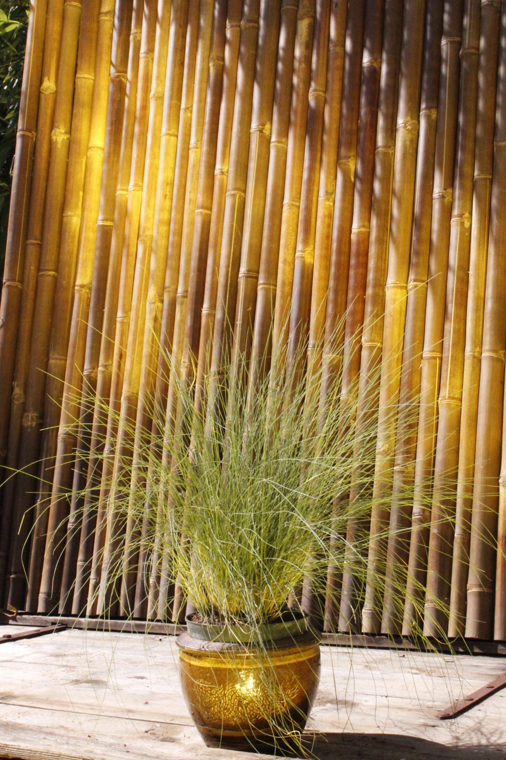 Rosa Haargras - Muhlenbergia capillaris