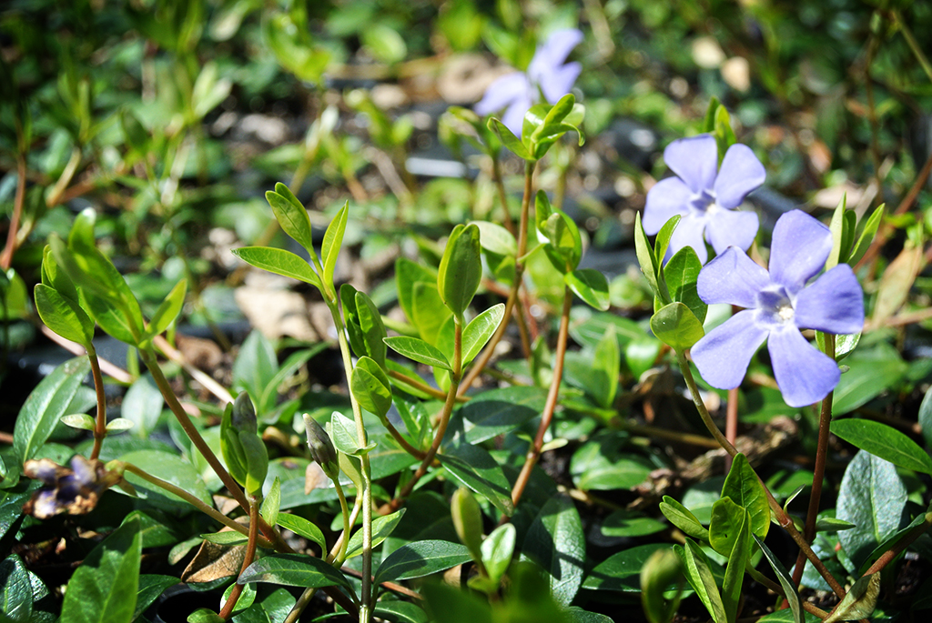 Kleines Immergrün, Vinca minor