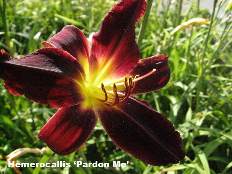 Taglilie, Hemerocallis in Sorten