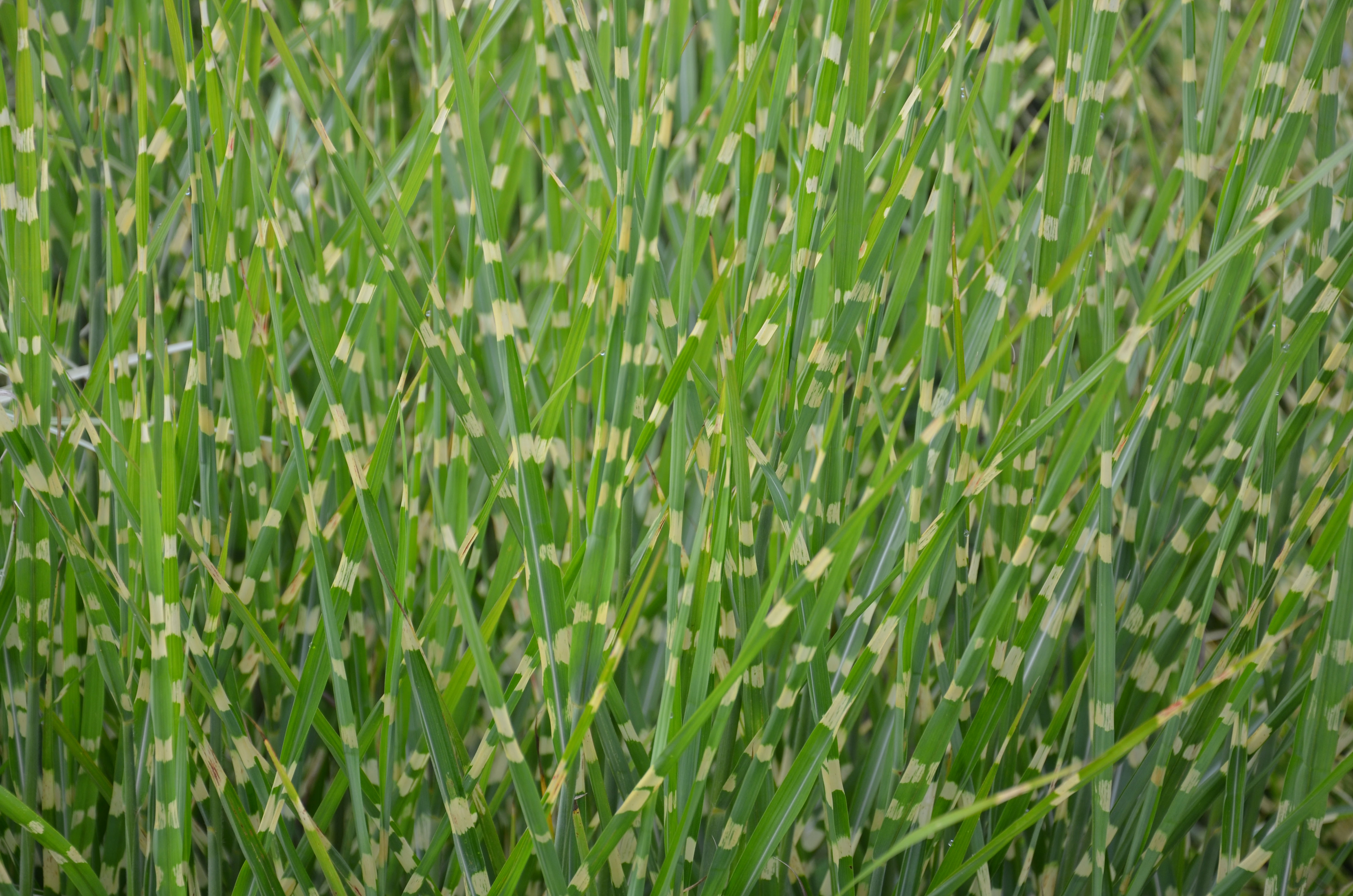 Stachelschweingras, Miscanthus sinensis strictus