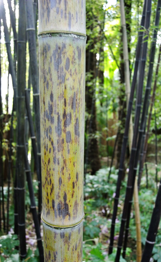 Tigerfleckenbambus, Phyllostachys nigra Boryana