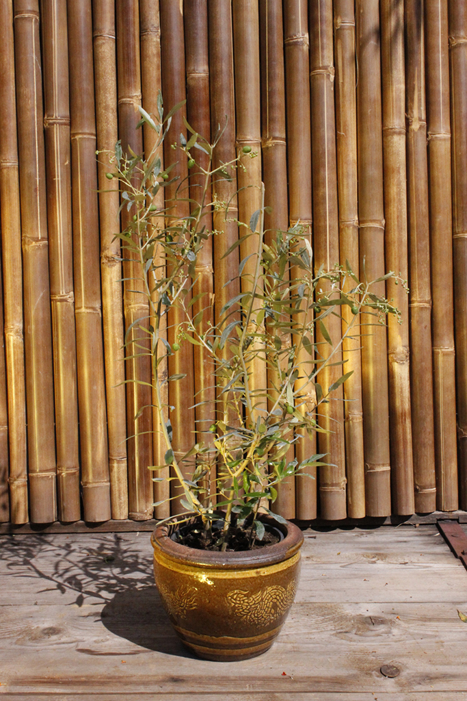 Olivenbaum Strauch, Olea europea