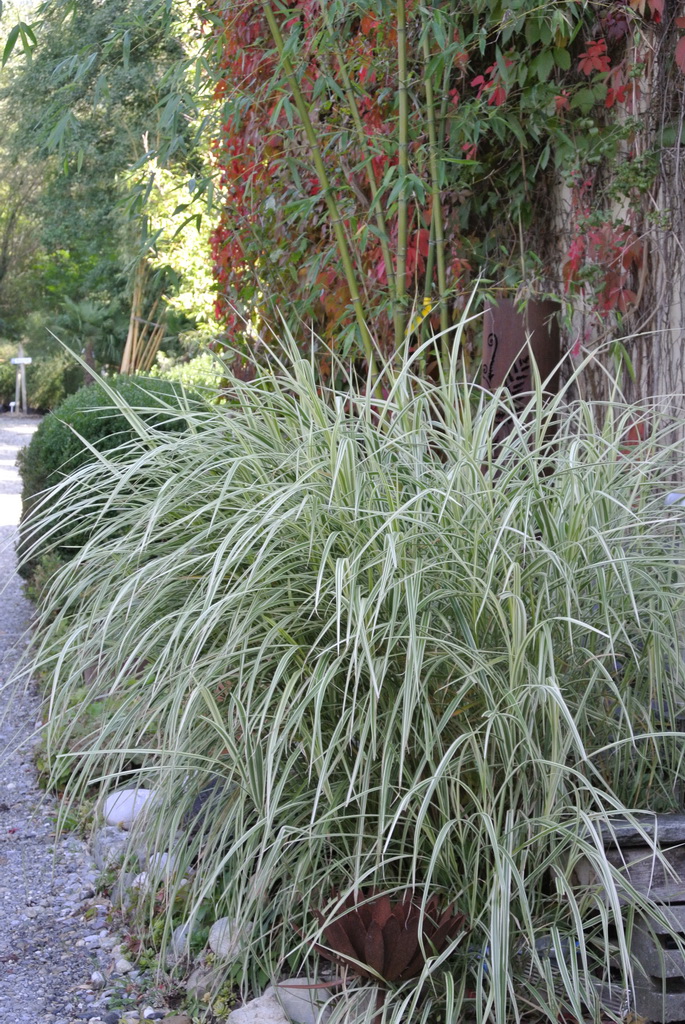 Weißbuntes Chinaschilf, Miscanthus sinensis Variegatus