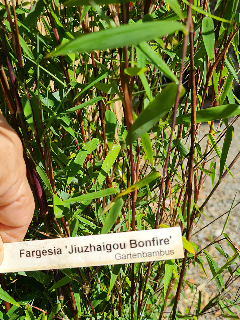 Gartenbambus, Fargesia Jiuzhaigou Bonfire