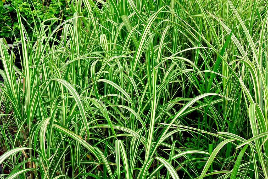 Weißbuntes Chinaschilf, Miscanthus sinensis Variegatus