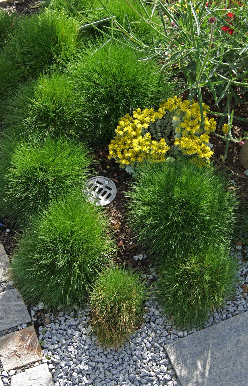 Bärenfell-Schwingel, Festuca gauteri (scoparia)