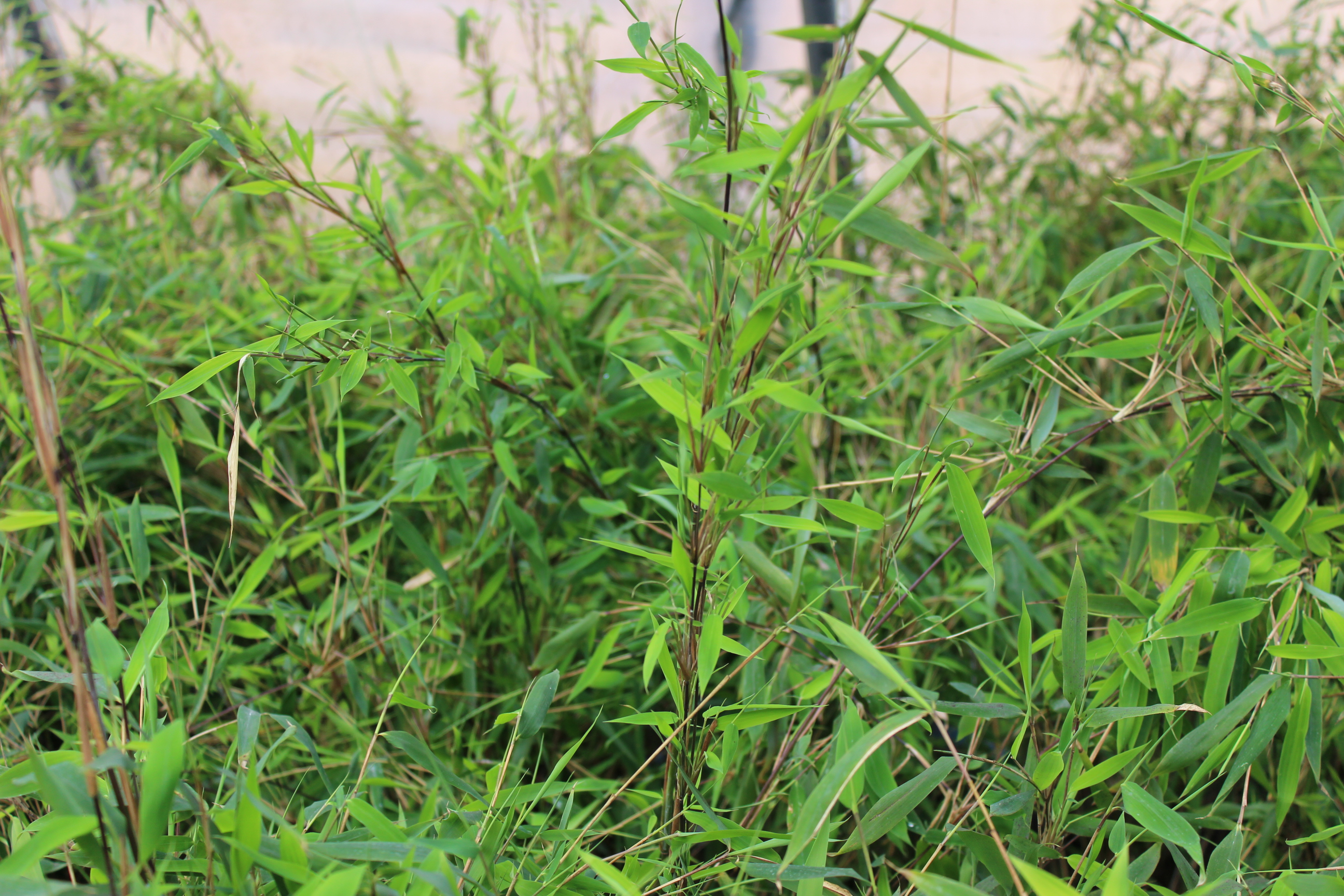 Obelisk Bambus, Fargesia nitida Obelisk