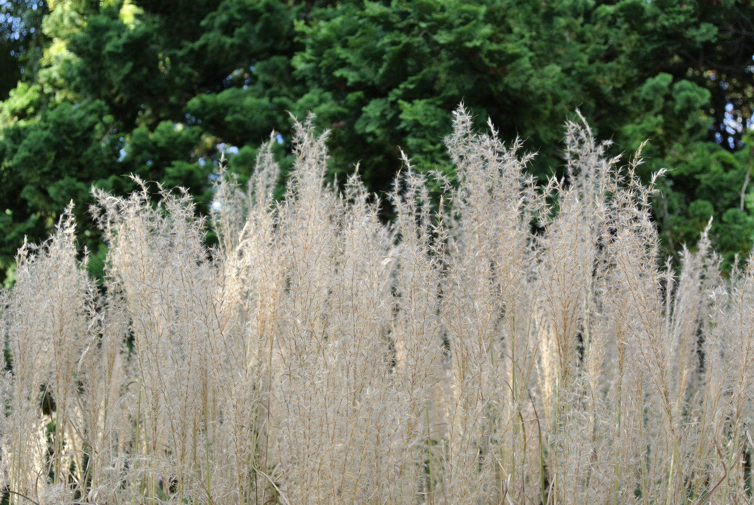 Chinaschilf Silberfeder, Miscanthus sinensis Silberfeder