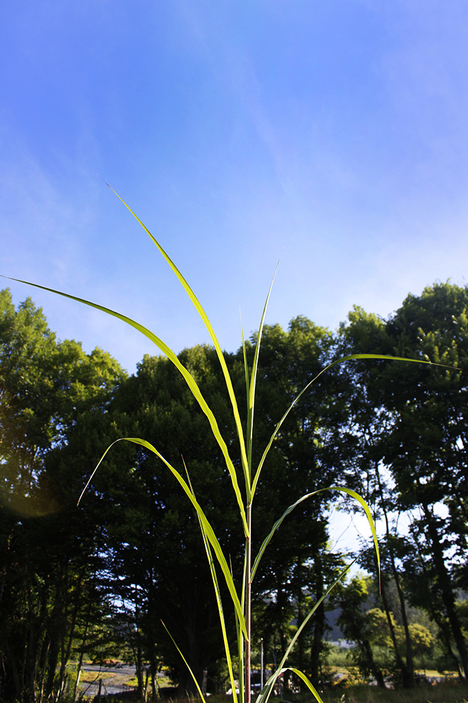 Riesen-Landschilf, Miscanthus giganteus Jubilar