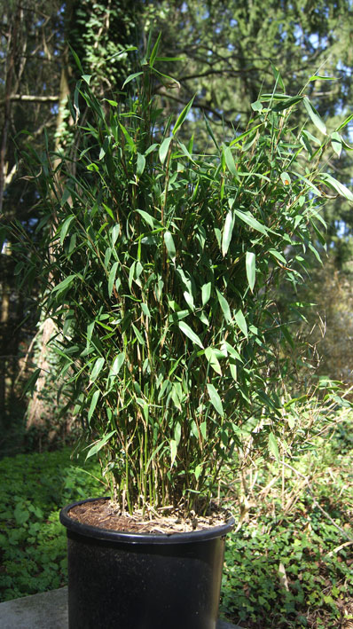 Der aufrechte Gartenbambus, Fargesia murielae Jumbo