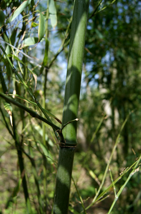 Goldhaar Bambus, Phyllostachys nigra Henonis