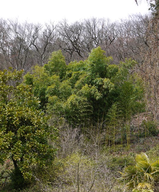 Grüner Pulver Bambus, Phyllostachys viridiglaucescens