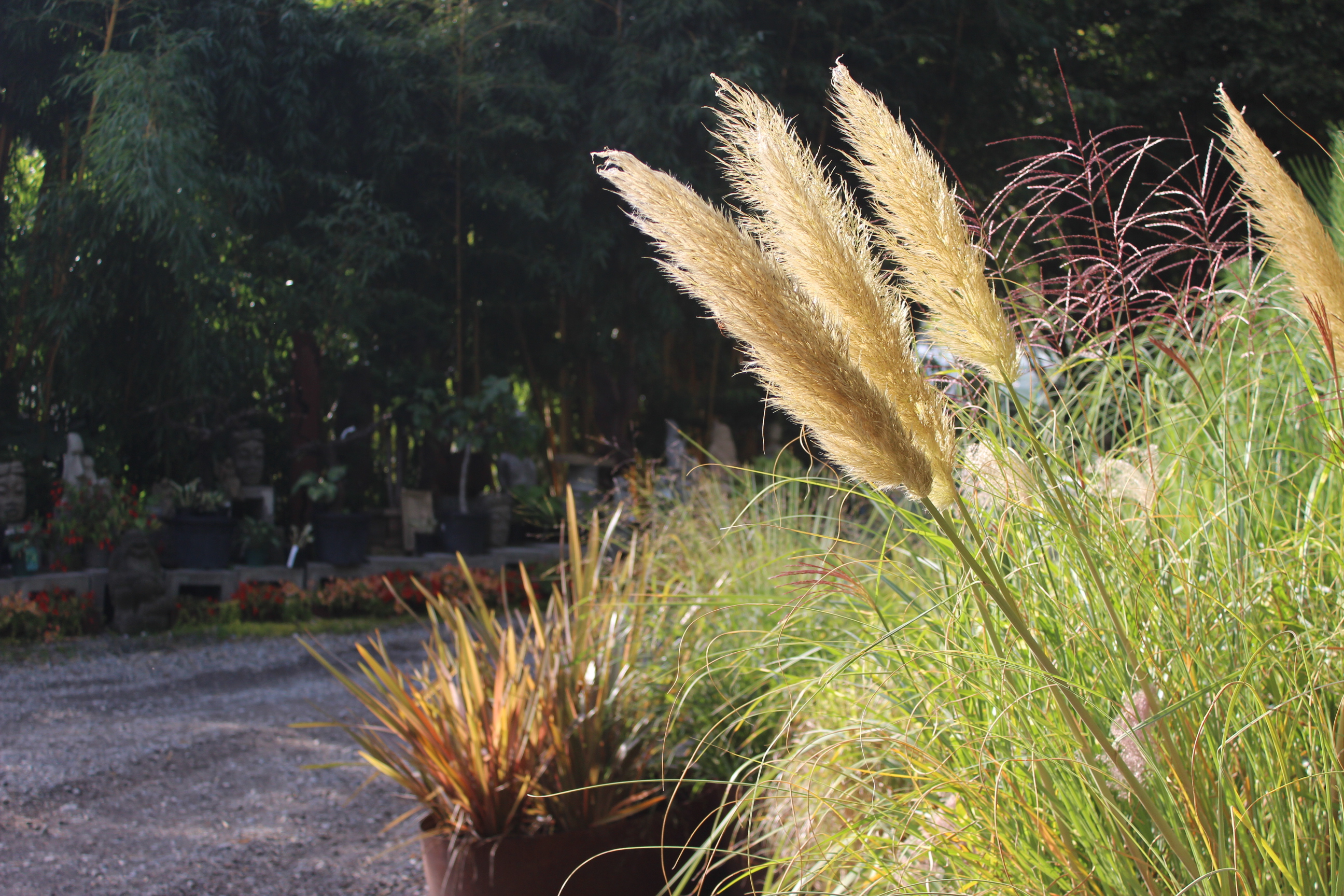 Kompaktes Pampasgras Pumila, Cortaderia selloana Pumila