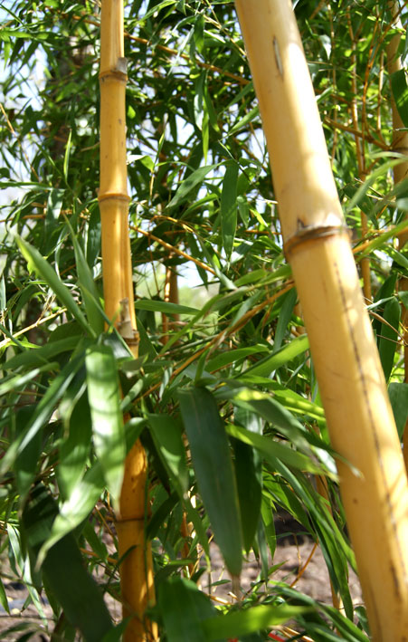 Zauber Bambus, Phyllostachys vivax Aureocaulis