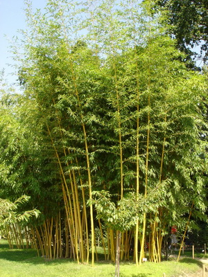 Zauber Bambus, Phyllostachys vivax Aureocaulis