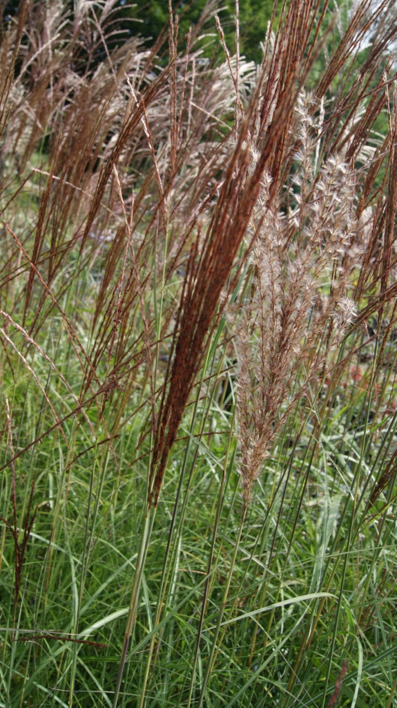 Chinaschilf Ferner Osten, Miscanthus sinensis Ferner Osten