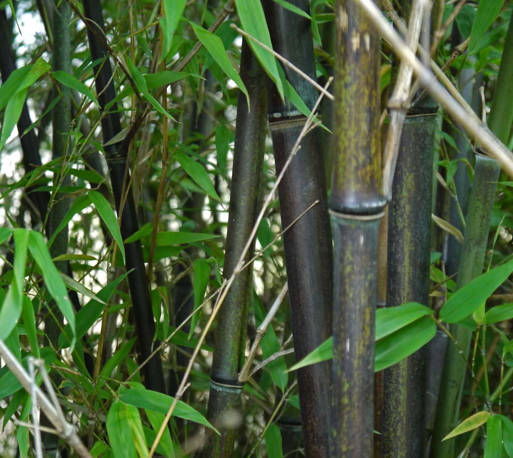 Schwarzer Bambus, Phyllostachys nigra