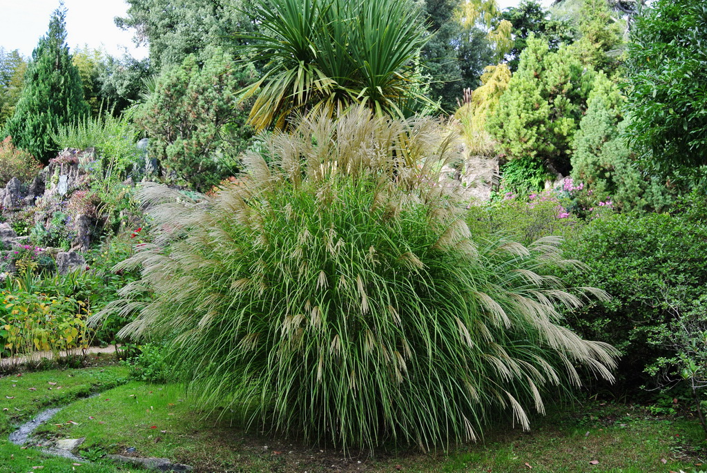 Chinaschilf Silberfeder, Miscanthus sinensis Silberfeder