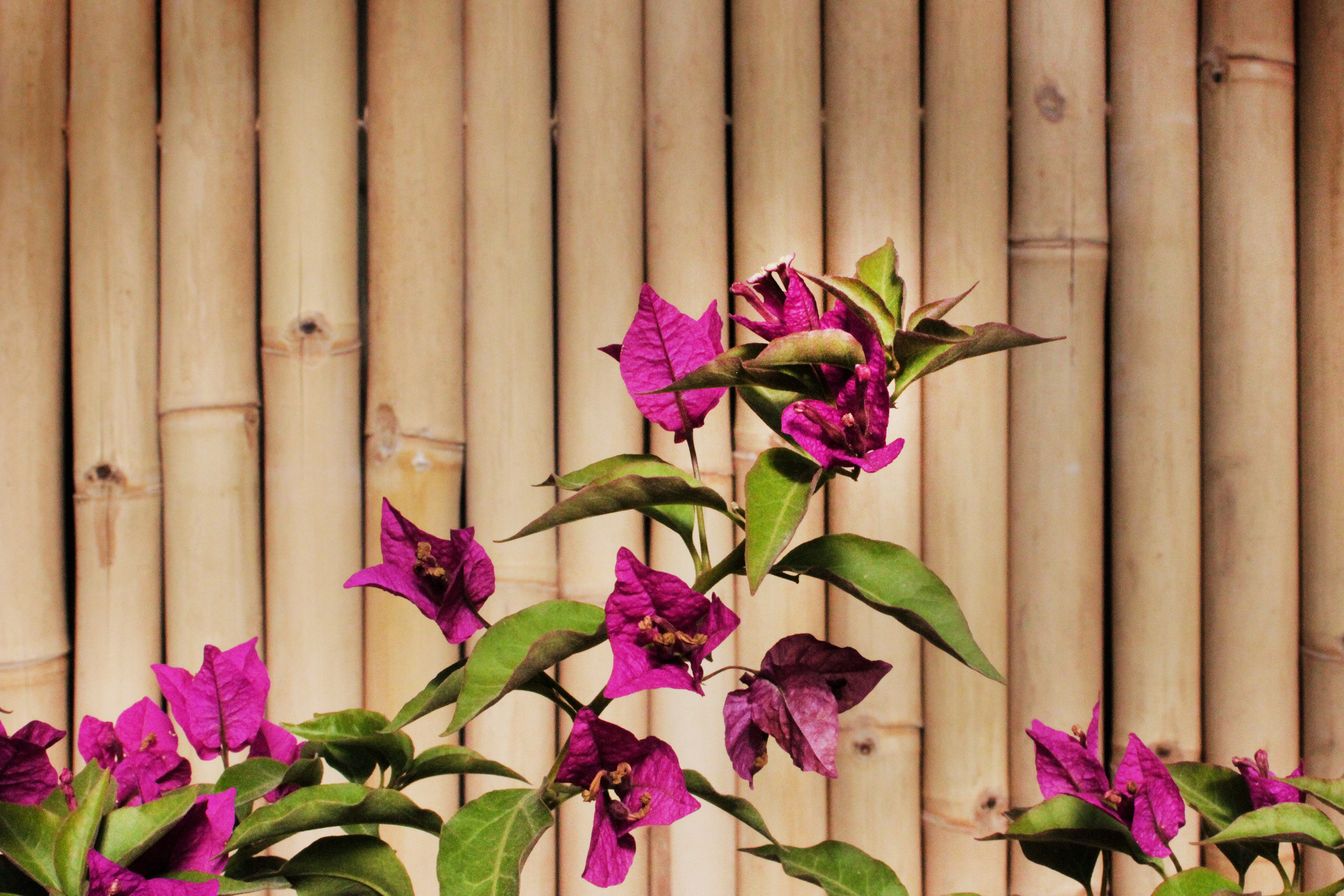 Bougainvillea glabra - Drillingsblume