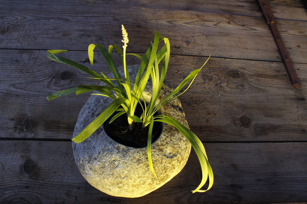 Glöckchentraube - Liriope muscari Monroe White