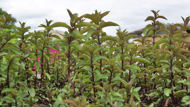 Pfefferminze, Mentha piperita